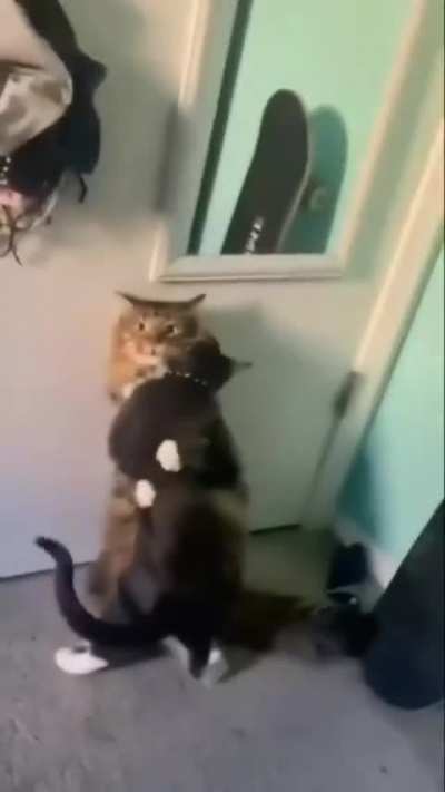 Cat wrestler
