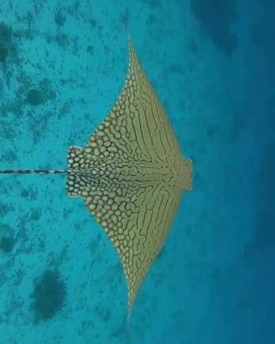 ? A rare and endangered Ornate eagle ray by Jacinta Shackleton.