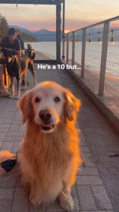 Doggo got some moves!!??