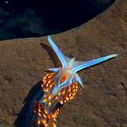? One of the prettiest and most colorful species of sea slug, the opalescent nudibranch found off the coast of California. Credit:waterbod ?