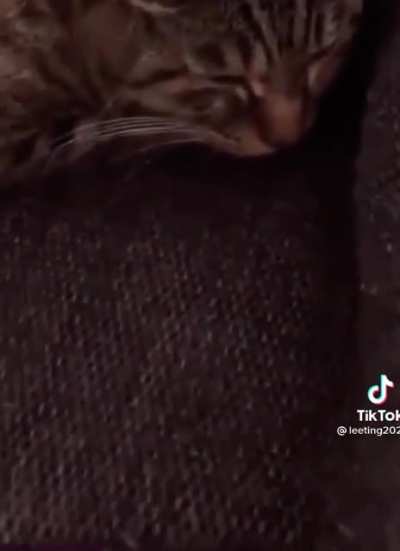 ?do ra me fa so la?…..meow