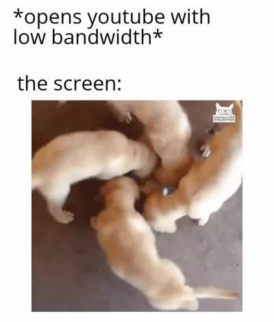 Animal lover meme.