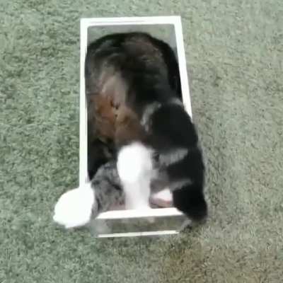 If It fits I sits