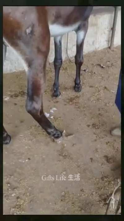 Horse having hoof care