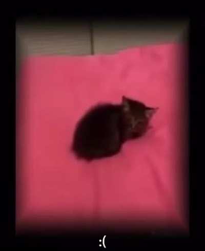 Abrupt cat