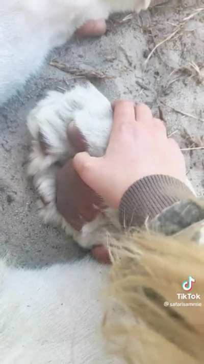 Lion claws