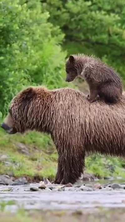 ? Bear Cub climb his mummy back