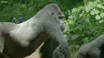 ?Father silverback gorilla blocks road so his family can safely cross?