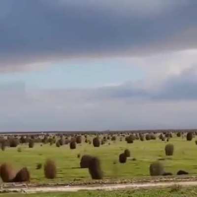 ? Hundreds of Tumbleweeds rolling across an open field.