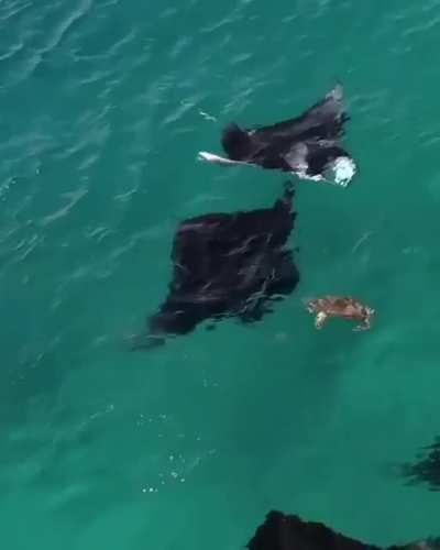 ? Dude Crush rolling with the Sting Rays