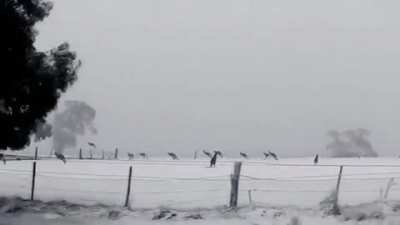 ? Kangaroos hopping through rare snow in Australia