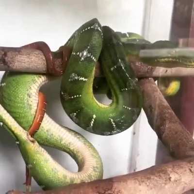 ? Boa giving birth
