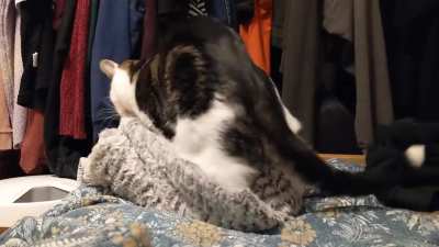 It's been cold so I got my cat a new blanket, safe to say he likes it ?