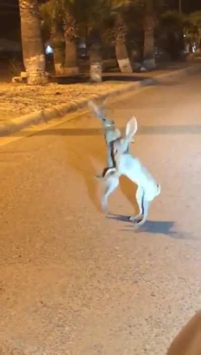 ? These bunnies dueling it on