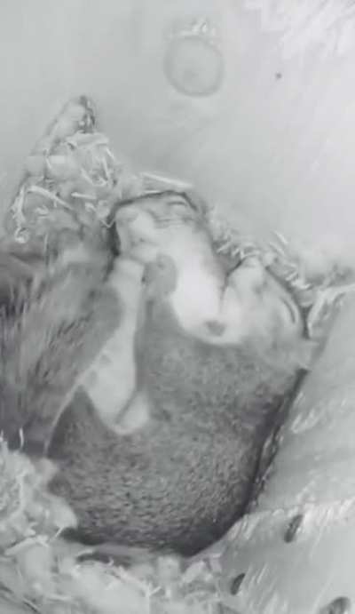 ? Time lapse of a pair of squirrels sleeping ?