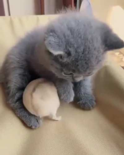 Vicious beast ? attacking a kitten ?