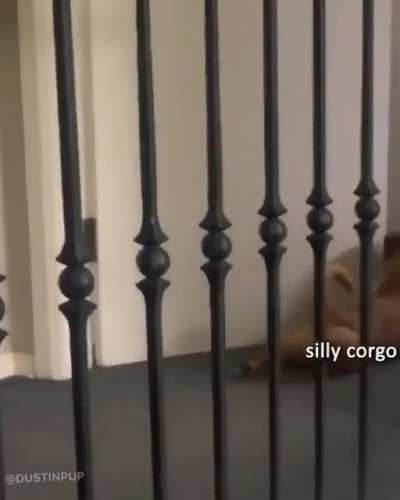 This dog's bullying is amazing