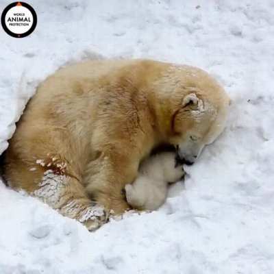 ? Polar Bear Mum and Her Cub Snuggle in the Snow - To protect their young from the elements, female polar bears burrow into deep snow and use their body warmth to keep the little ones safe and cozy while nursing