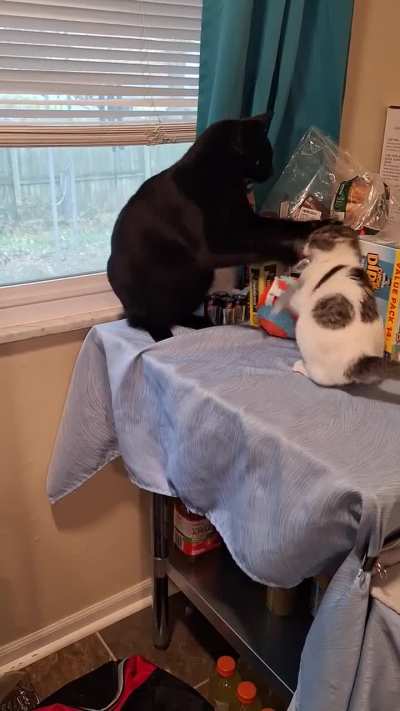 Kitten vs the void!