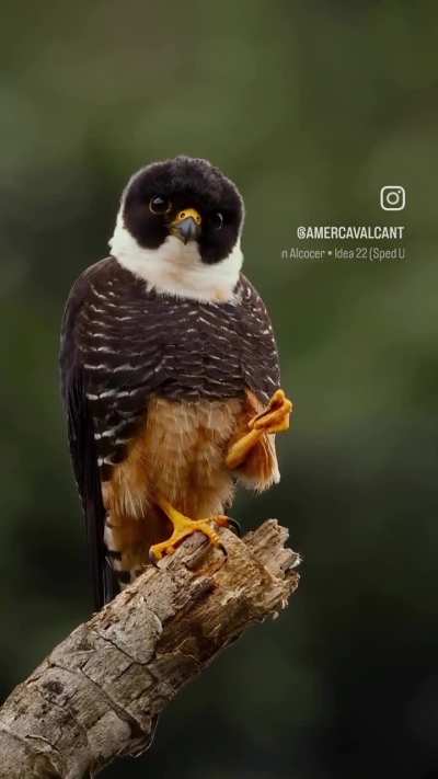 ? The photogenic Bat Falcon
