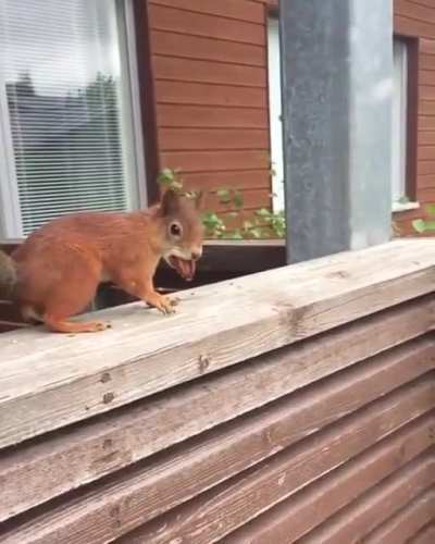 Squirrel thinks it can carry three nuts, not only two ?