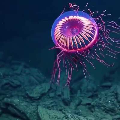 ? The Halitrephes maasi jelly filmed off Baja California by EVNautilus ?