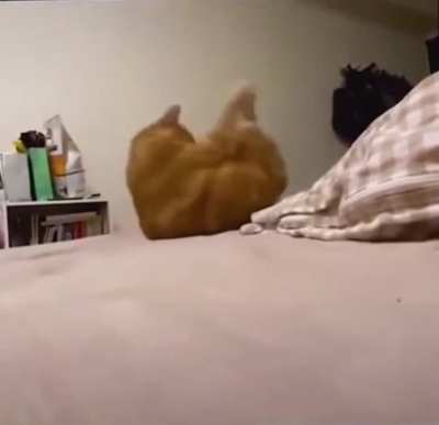 ?Poor kitty