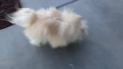 Little too windy for Beasty.