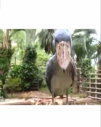 Bird Call that sounds like a Predator Movie.
