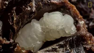 ? How baby bees come to be