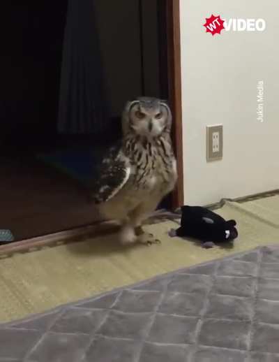 It's confused expression is hilarious