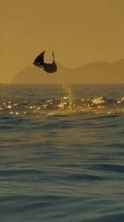 ? Stingrays