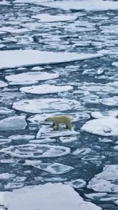 ?Polar Bear traversing the frigid waters of the Arctic.