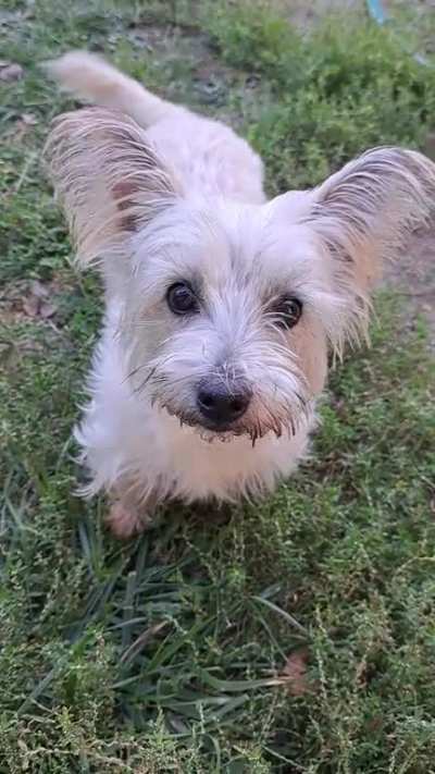 Our rescue dog finally getting used to us. I can't get over those ears!