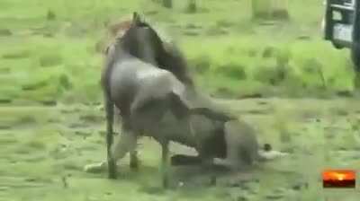 That was a bad idea