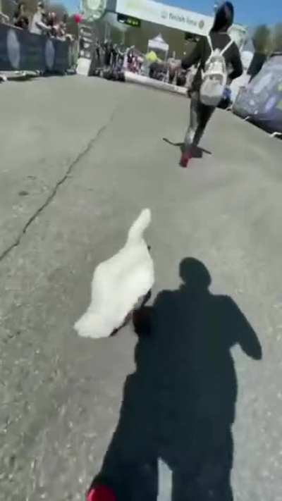 Marathonbirb