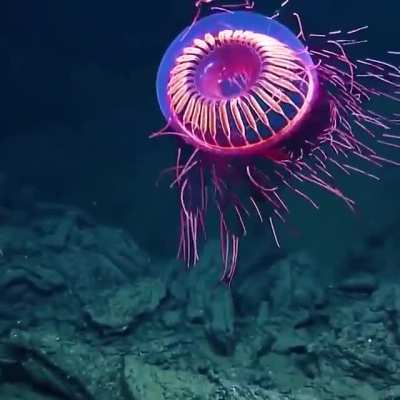 ? The Halitrephes Maasi Jellyfish