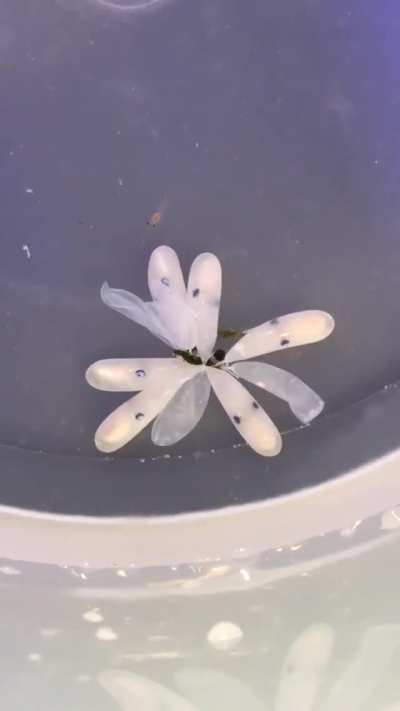 ? A baby octopus hatching and changing color as soon as it leaves the egg.........