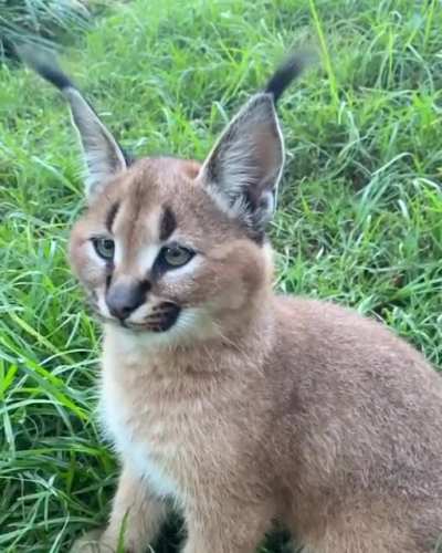 ? This caracal flicking its ears
