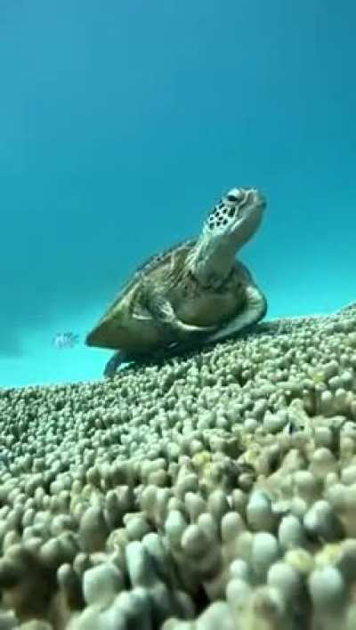 ? sea turtle taking a rest on the corals
