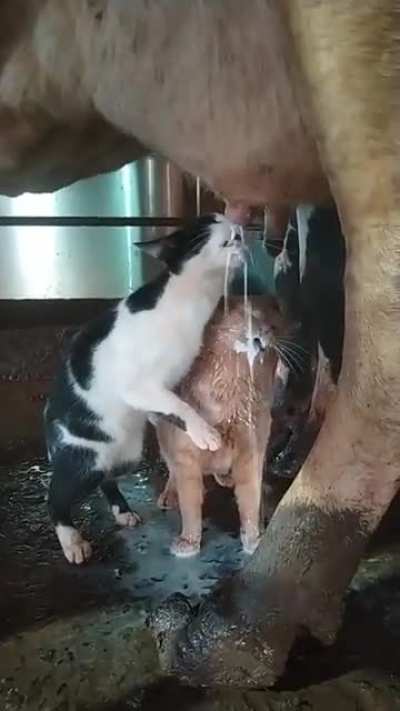 Free milk