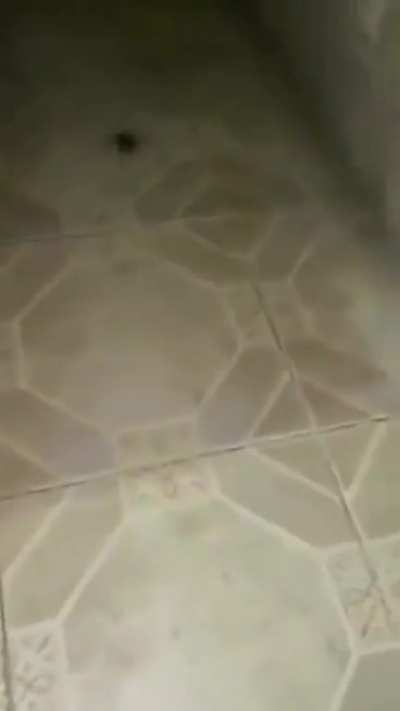 to kill a spider
