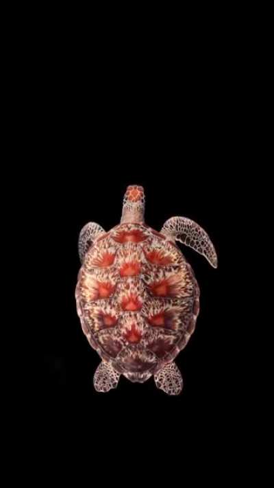 ? Sea Turtle (by Suju Gasim)