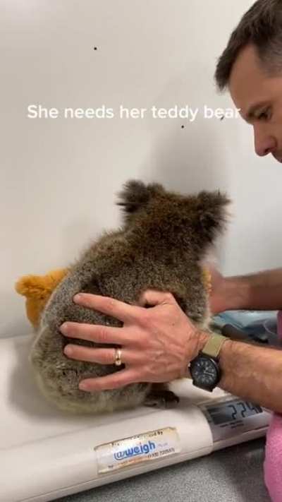 Baby koala ? won't let go of teddy.