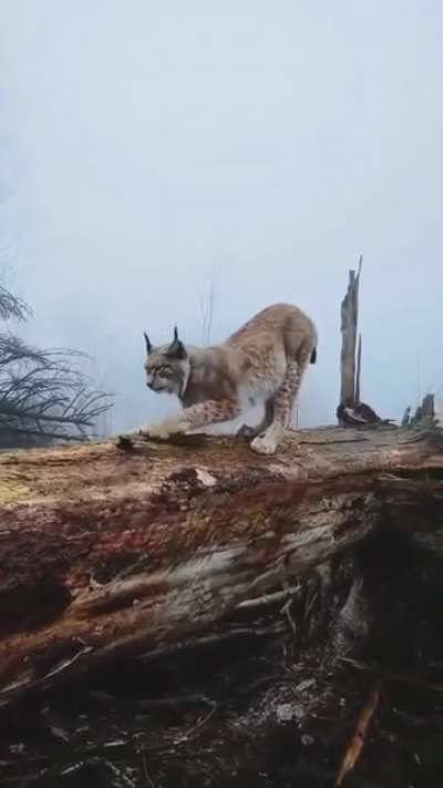 A wild Lynx at the Harz Mountain, Germany ?
