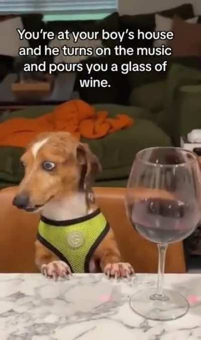 This dogs face.