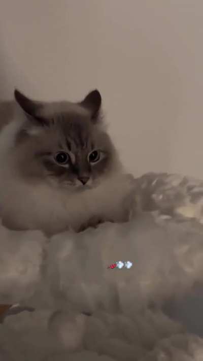 Life of a cat