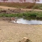 ? Gazelle Jukes Lion Into Another Dimension ?