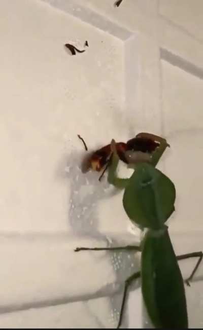 ? Mantis Vs Hornet ?