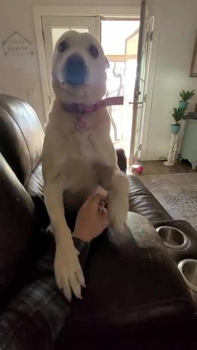 Macy is not so subtle when she wants attention